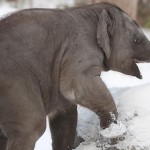 Siberian Elephants Saved By Vodka