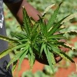 In Jamaica, a twist on wine tours for pot lovers